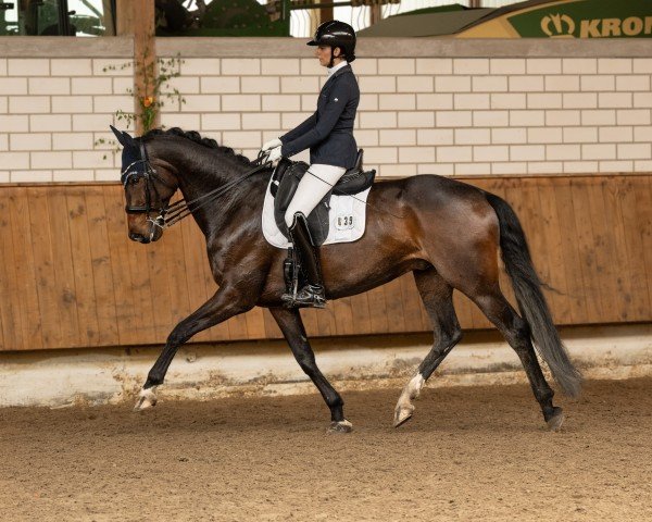 dressage horse Liberty 375 (KWPN (Royal Dutch Sporthorse), 2016, from Grey Flanell)