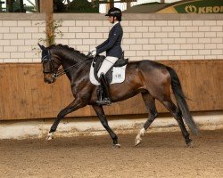 Dressurpferd Liberty 375 (KWPN (Niederländisches Warmblut), 2016, von Grey Flanell)
