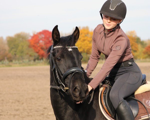 jumper Kylie Donna (German Riding Pony, 2021, from Kadenzzo)