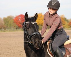 Springpferd Kylie Donna (Deutsches Reitpony, 2021, von Kadenzzo)