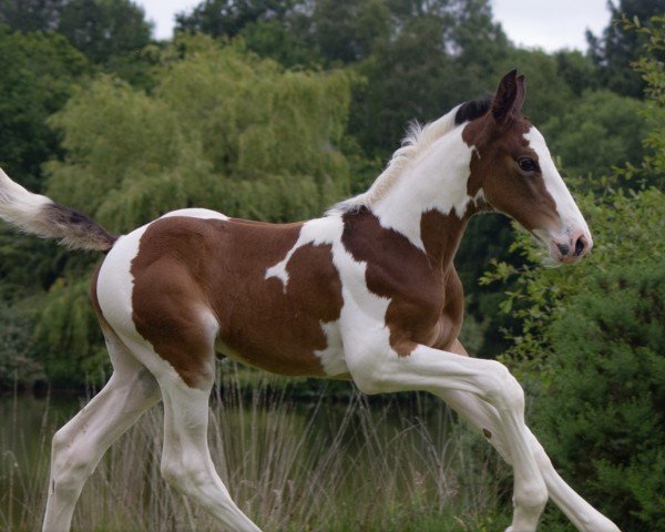 foal by One Million d'Aghan (Selle Français, 2024, from Million Dollar)