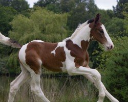 foal by One Million d'Aghan (Selle Français, 2024, from Million Dollar)