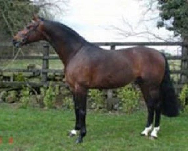 Deckhengst Silvano (KWPN (Niederländisches Warmblut), 1999, von Corland)
