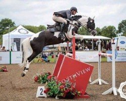 Deckhengst Fernando (KWPN (Niederländisches Warmblut), 2010, von Kannan)