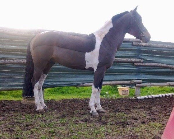 stallion Jaguar de Parigny (French Pony, 1997, from Noel des Etangs)