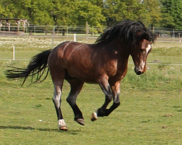 horse Zarif vom Hof Birkeneck (Lehmkuhlen Pony, 2021, from Baron Kurt)