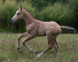 foal by Osmose d'Aghan (Selle Français, 2024, from Casall Ask)