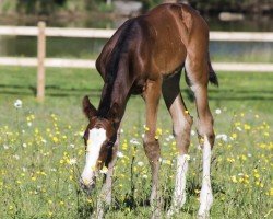 jumper Million Girl d'Aghan Z (Zangersheide riding horse, 2022, from Million Dollar)