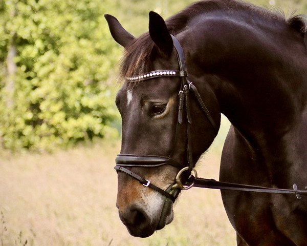 horse Akkon (Alt-Oldenburger / Ostfriesen, 2012, from Dublon)