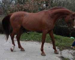 stallion Wellington D10 (Belgian Warmblood, 1999, from Ohio van de Padenborre)