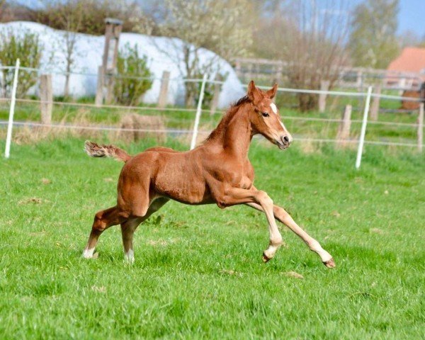 foal by Viva Vilano (Hanoverian, 2025, from Veneno)