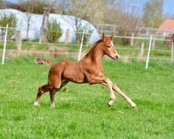 foal by Viva Vilano (Hanoverian, 2025, from Veneno)
