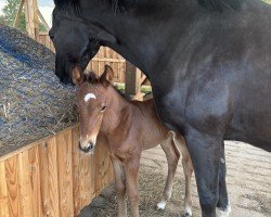 foal by SF von Vitalis (Hanoverian, 2025, from Vitalis)