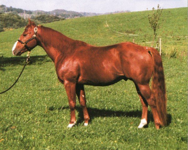 horse Smart Santa Badger (Quarter Horse, 1998, from Smart Little Lena)