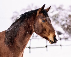 dressage horse Börti Voigts (Rhinelander, 2020, from DSP Benedetto Ragazzo)