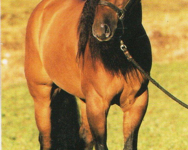 horse Siri Whizen Jac (Quarter Horse, 1994, from Topsail Whiz)