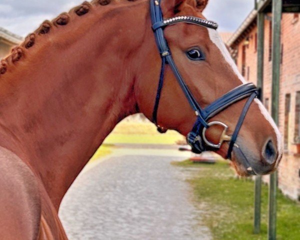 Dressurpferd Don Henry S (Deutsches Sportpferd, 2021, von Dantango)