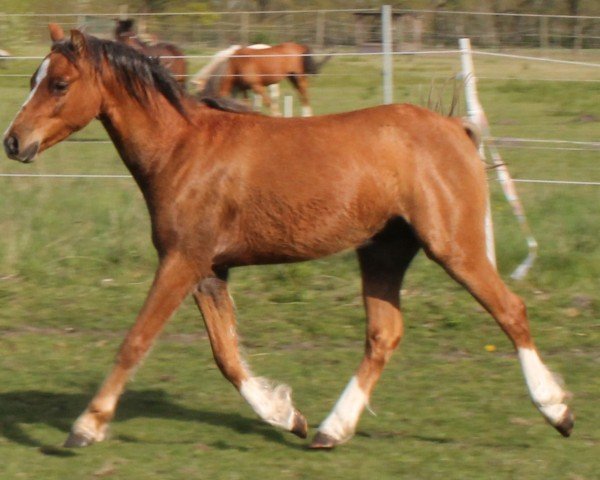 Pferd Leonel vom Renneberg (Welsh Pony (Sek.B), 2023, von Albrecht's Hoeve Leonardo)