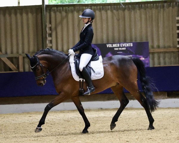 dressage horse Coer Nagal T (Westphalian, 2019, from Coer Noble)