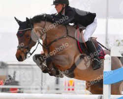 jumper Cassandra S (Swedish Warmblood, 2006, from Cosmopolite S)