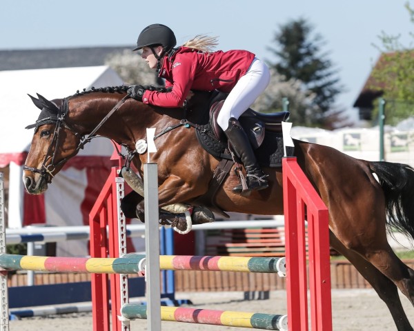 jumper Balou Star's Polycenta Z (Zangersheide riding horse, 2017, from Balou Star)