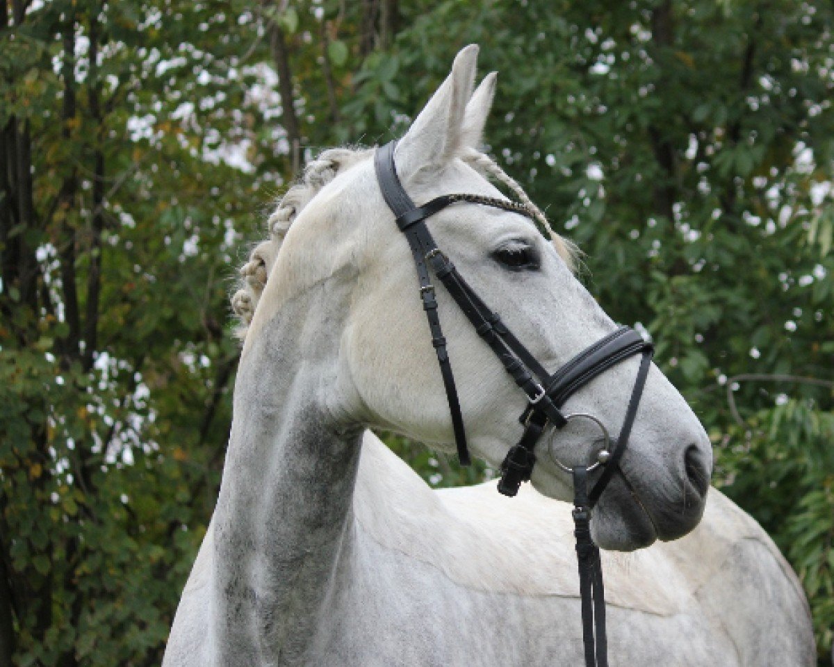 Dressurpferd Rociera 12 (Pura Raza Espanola (PRE), 2015)