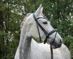 Dressurpferd Rociera 12 (Pura Raza Espanola (PRE), 2015)