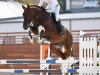 stallion Kanaan (Oldenburg show jumper, 2013, from Kannan)