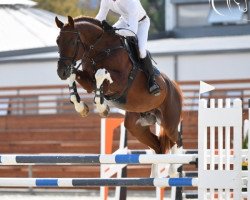 stallion Kanaan (Oldenburg show jumper, 2013, from Kannan)