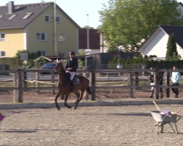 Reitturnier Poxdorf/Ofr 2025