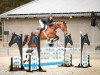 broodmare Lillyfee of Princess (Oldenburg show jumper, 2014, from DSP Araldik)