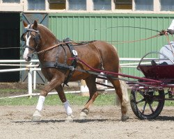 Pferd Vaske (Welsh-Cob (Sek. D), 2012)