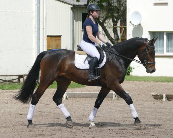 Pferd Sunny Bunny (Lettisches Warmblut, 2017)