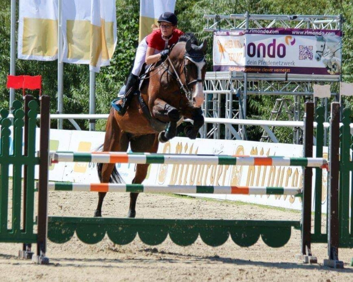 broodmare Quintana 43 (Holsteiner, 2006, from Quintero)