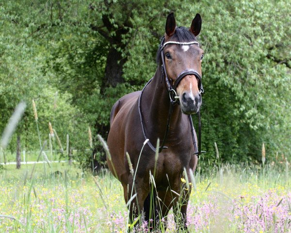 dressage horse Piemont (Oldenburg, 2017, from Fürsten-Look)