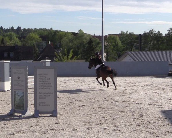 Reitturnier Zwickau 2025