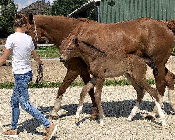 dressage horse Ede (Hanoverian, 2021, from Escolar)