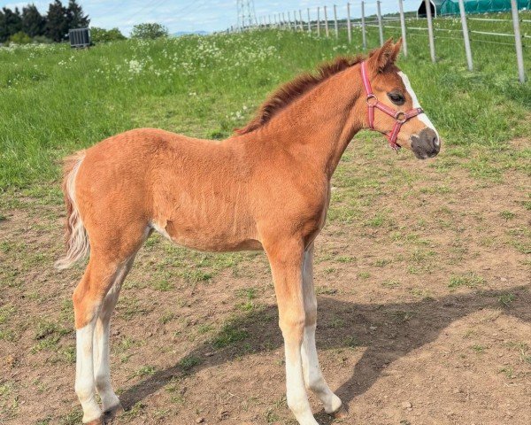 Fohlen von Neuschwanstein I. (Deutsches Reitpony, 2025, von FS Next Diamond)