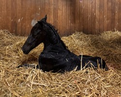 foal by Hengst von Viva Gold / Fürstenball (Westphalian, 2025, from Viva Gold OLD)