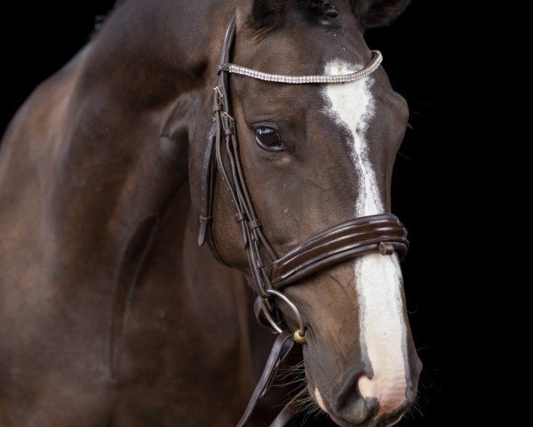 jumper Abelia de Argentina Star (Oldenburg show jumper, 2020, from All Star)