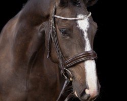 Springpferd Abelia de Argentina Star (Oldenburger Springpferd, 2020, von All Star)