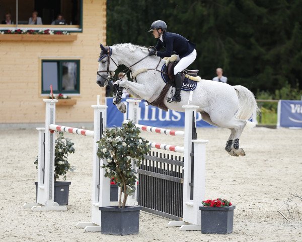 jumper Cavallero P (German Sport Horse, 2006, from Cancoon)