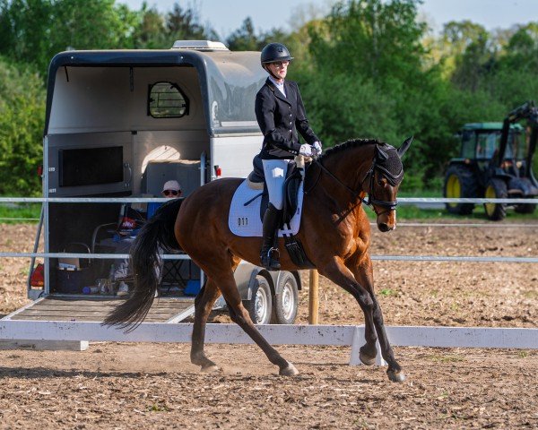 jumper La Veneziana (Hanoverian, 2014, from Larius W)