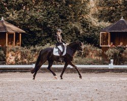 dressage horse Franky Boy S (Hanoverian, 2020, from For Romance I)