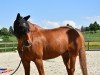 jumper Laurent KS (Finnish Warmblood, 2013, from Ludwig von Bayern 168 FIN)