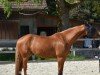 Springpferd Laurent KS (Finnisches Warmblut, 2013, von Ludwig von Bayern 168 FIN)