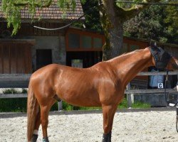 jumper Laurent KS (Finnish Warmblood, 2013, from Ludwig von Bayern 168 FIN)