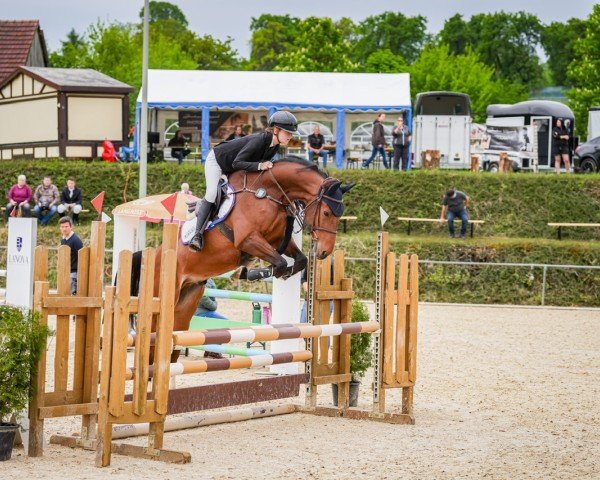 jumper Pbm van Helsing (German Sport Horse, 2018, from van Gogh)