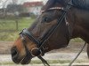 dressage horse Lord Labid (Trakehner, 2010, from Chateauneuf)