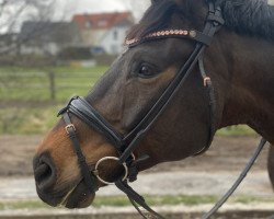 dressage horse Lord Labid (Trakehner, 2010, from Chateauneuf)